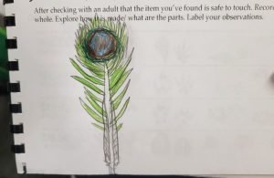 Peacock Feather- Rideau Lakes