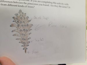 Pinecone- Rideau Lakes