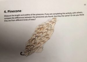 Pine Cone- Perth