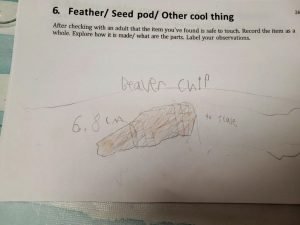 Beaver Chewed Chip- Perth