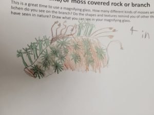 Moss and Lichen- Perth