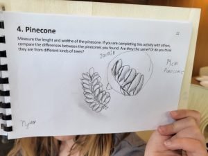 Pine Cone- North Grenville