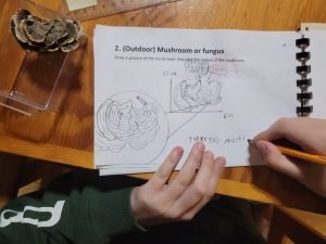 Turkey Tail- Merrickville