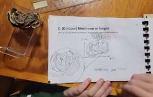 Turkey Tail- Merrickville