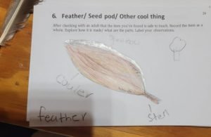 Feather- Merrickville