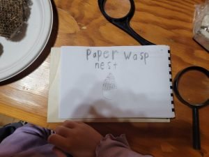 Paper Wasp Nest- Merrickville