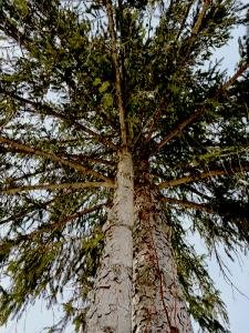 Grace-age-7-Merrickville