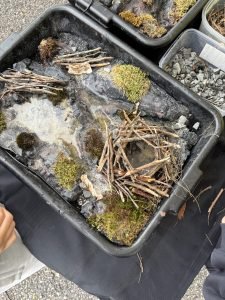 A beaver lodge