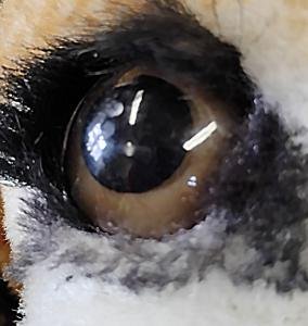 Tammy-age-11-Merrickville